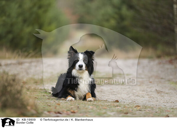 Border Collie / Border Collie / KB-19909