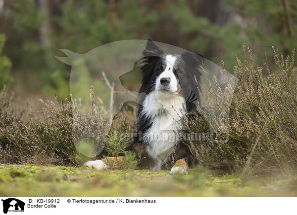 Border Collie / Border Collie / KB-19912