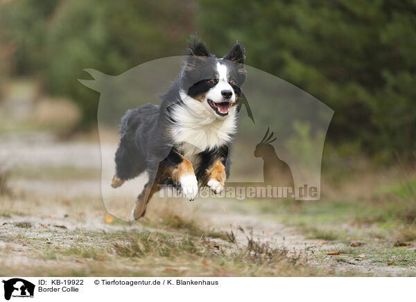 Border Collie / Border Collie / KB-19922