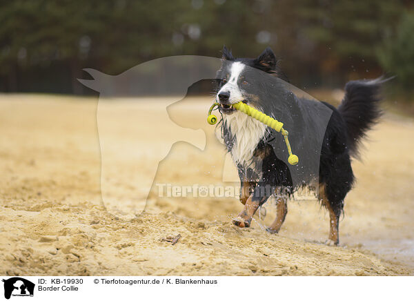 Border Collie / Border Collie / KB-19930