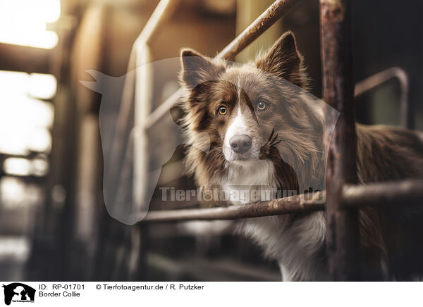 Border Collie / Border Collie / RP-01701