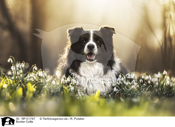 Border Collie / Border Collie / RP-01767