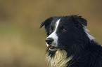 Border Collie Portrait