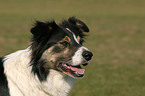 Border Collie Portrait