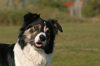 Border Collie Portrait