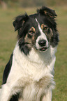 Border Collie Portrait