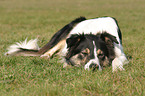 mder Border Collie