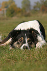 mder Border Collie