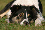 mder Border Collie