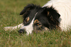 mder Border Collie