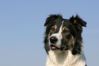 Border Collie Portrait