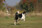 spielender Border Collie