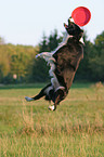 Border Collie fngt Frisbee