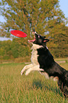 Border Collie fngt Frisbee