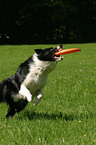 Border Collie fngt Frisbee