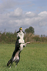 Border Collie fngt Ball