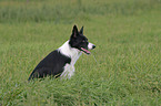 sitzender Border Collie