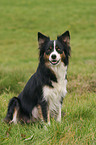 sitzender Border Collie