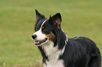 Border Collie Portrait