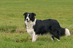 stehender Border Collie