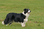 stehender Border Collie