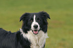 Border Collie Portrait