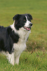 stehender Border Collie