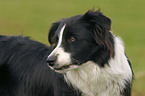 Border Collie Portrait