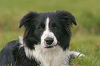 Border Collie Portrait