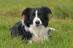 liegender Border Collie