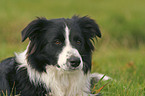 Border Collie Portrait