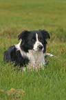 liegender Border Collie