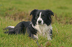 liegender Border Collie