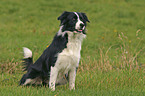 stehender Border Collie