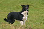 stehender Border Collie