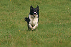 rennender Border Collie