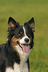 Border Collie Portrait