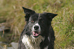 Border Collie Portrait