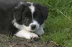 Border Collie Welpe