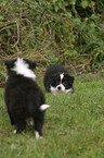 Border Collie Welpen