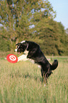 Border Collie fngt Frisbee