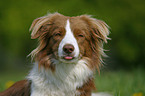 Border Collie Portrait