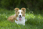 Border Collie liegt im Gras