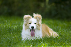 Border Collie liegt im Gras