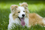 Border Collie liegt im Gras