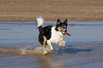 spielender Border Collie