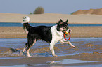 spielender Border Collie