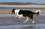 rennender Border Collie