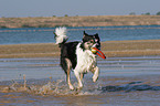 spielender Border Collie