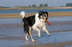 spielender Border Collie